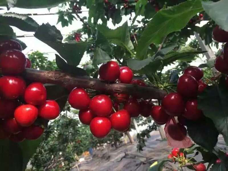 用肥后市場的走訪用了我們的菌肥后的果園